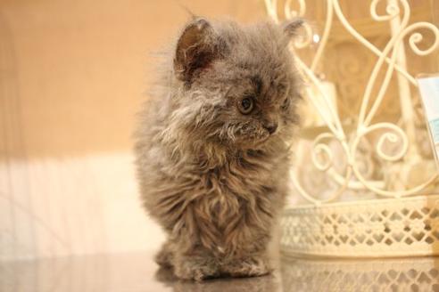 成約済の大阪府のセルカークレックス-8715の5枚目