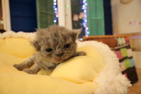 成約済の大阪府のセルカークレックス-8715の4枚目