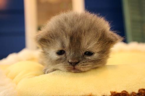 成約済の大阪府のセルカークレックス-8719の2枚目