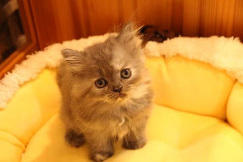 成約済の大阪府のセルカークレックス-8719