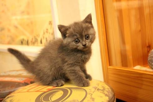 成約済の大阪府のセルカークレックス-8718の6枚目