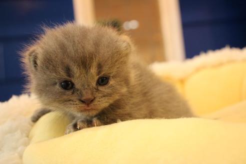 成約済の大阪府のセルカークレックス-8718の5枚目