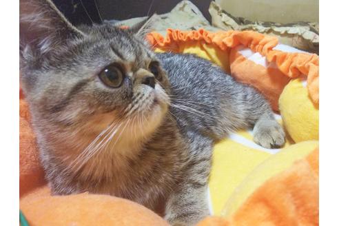 成約済の愛知県のエキゾチックショートヘア-8834の5枚目