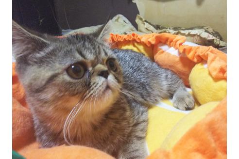 成約済の愛知県のエキゾチックショートヘア-8834の3枚目