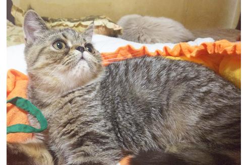 成約済の愛知県のエキゾチックショートヘア-8834の2枚目