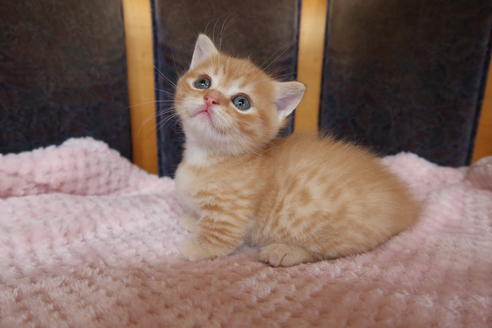 成約済の岡山県のマンチカン-8800