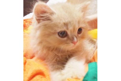 成約済の愛知県のスコティッシュフォールド-8991の6枚目