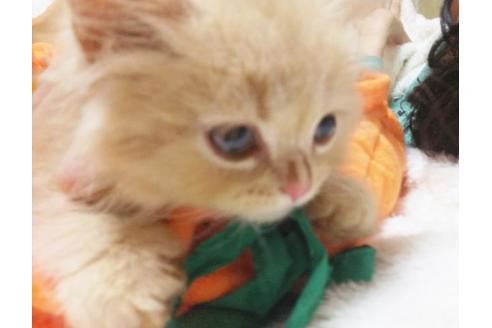 成約済の愛知県のスコティッシュフォールド-8991の5枚目