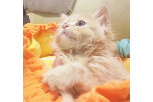 成約済の愛知県のスコティッシュフォールド-8991の4枚目