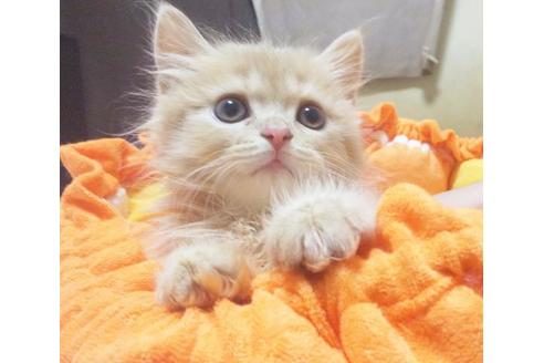 成約済の愛知県のスコティッシュフォールド-8991の3枚目