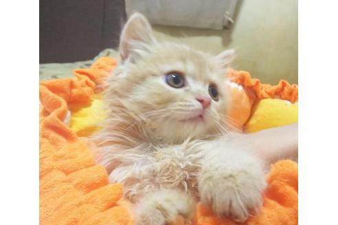 成約済の愛知県のスコティッシュフォールド-8991の2枚目