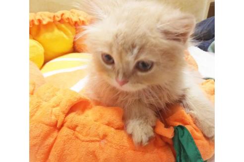 成約済の愛知県のスコティッシュフォールド-8991の1枚目