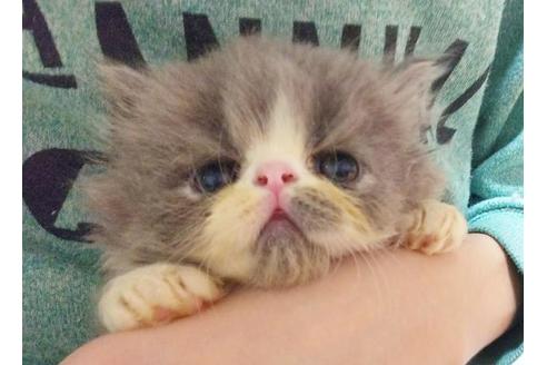 成約済の愛知県のペルシャ(チンチラ)-8992の6枚目