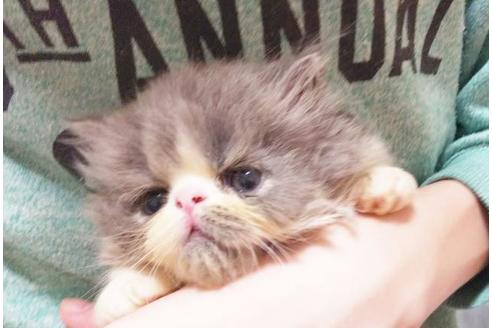 成約済の愛知県のペルシャ(チンチラ)-8992の5枚目