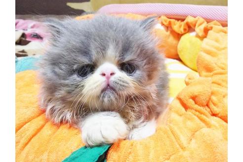 成約済の愛知県のペルシャ(チンチラ)-8992の4枚目