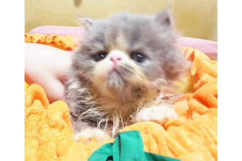 成約済の愛知県のペルシャ(チンチラ)-8992の2枚目