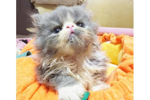 成約済の愛知県のペルシャ(チンチラ)-8992の1枚目