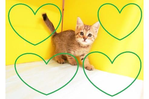 成約済の東京都のマンチカン-8995の2枚目