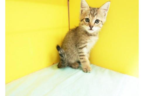 成約済の東京都のマンチカン-8995の1枚目