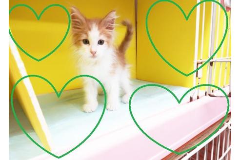 成約済の東京都のノルウェージャンフォレストキャット-8996の2枚目