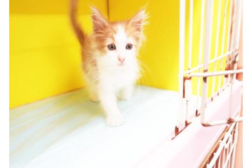 成約済の東京都のノルウェージャンフォレストキャット-8996の1枚目