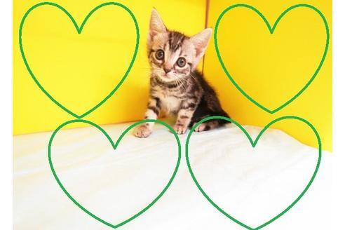 成約済の東京都のアメリカンショートヘア-8997の2枚目