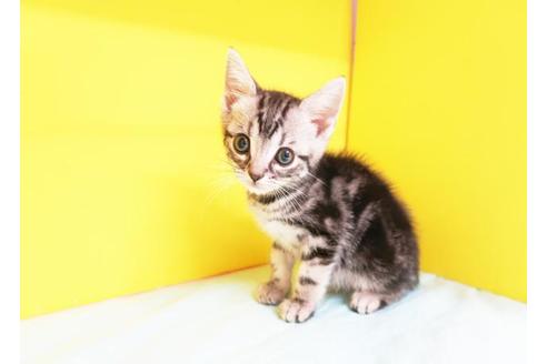 成約済の東京都のアメリカンショートヘア-8997の1枚目