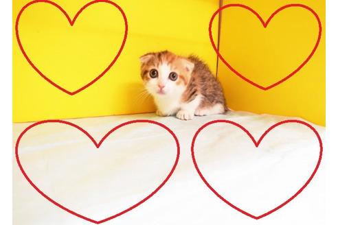 成約済の東京都のマンチカン-8998の2枚目