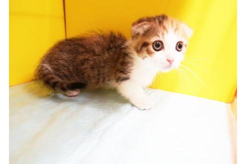 成約済の東京都のマンチカン-8998の1枚目