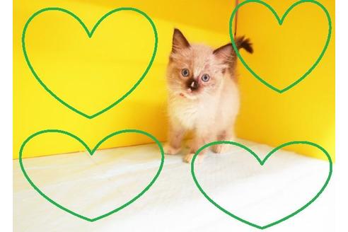 成約済の東京都のラグドール-8999の2枚目