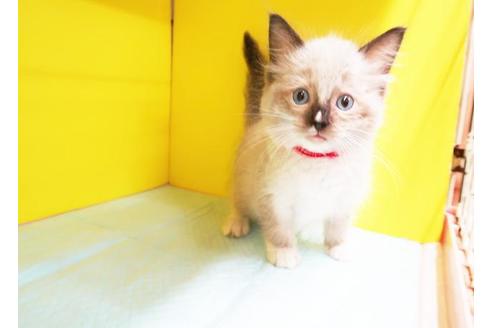 成約済の東京都のラグドール-8999の1枚目