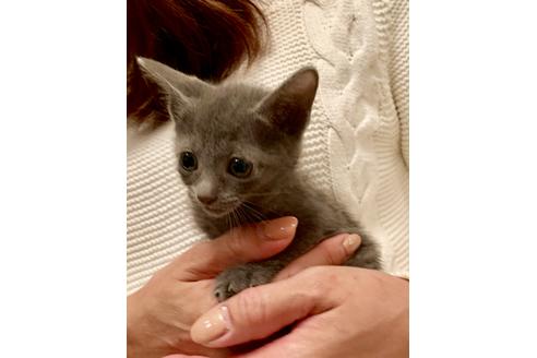 成約済の東京都のロシアンブルー-8764の8枚目