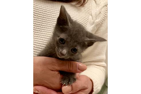 成約済の東京都のロシアンブルー-8764の7枚目