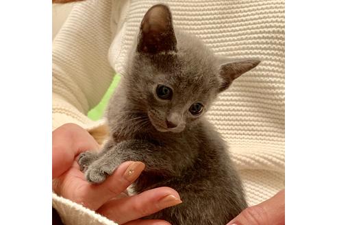 成約済の東京都のロシアンブルー-8763の1枚目