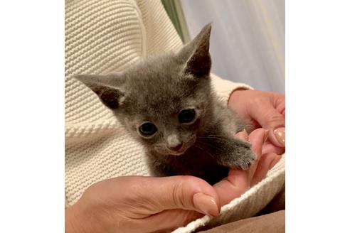 成約済の東京都のロシアンブルー-8763の2枚目