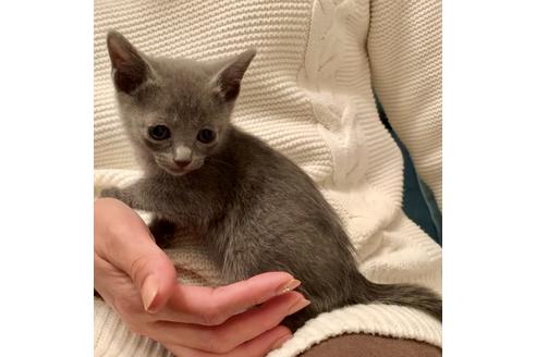 成約済の東京都のロシアンブルー-8765の8枚目