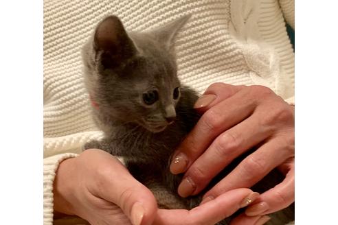 成約済の東京都のロシアンブルー-8765の7枚目