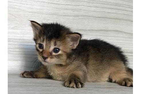 成約済の愛知県のソマリ-9009の2枚目