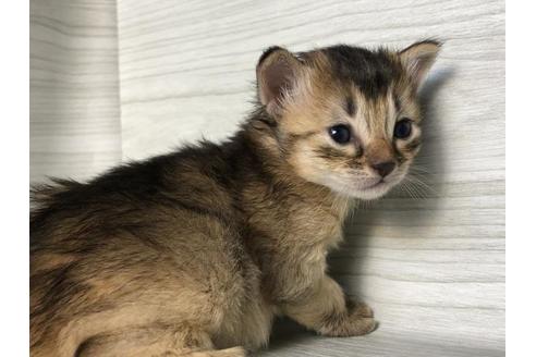 成約済の愛知県のソマリ-9010の4枚目