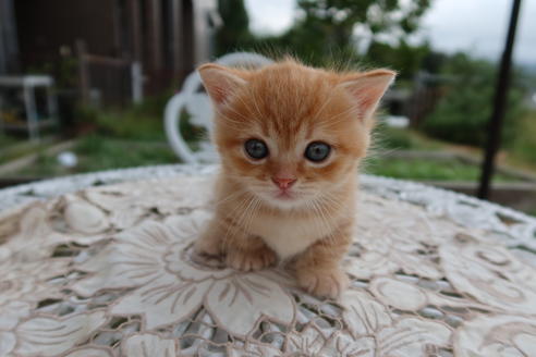 成約済の岡山県のマンチカン-8800の3枚目