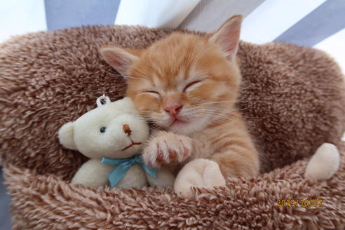 成約済の岡山県のマンチカン-8800の2枚目