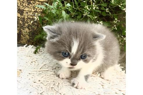 成約済の愛知県のマンチカン-8934の1枚目