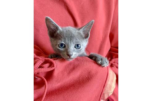 成約済の東京都のロシアンブルー-8765の6枚目