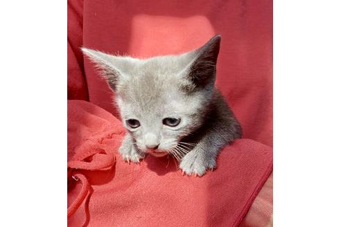 成約済の東京都のロシアンブルー-8765の5枚目