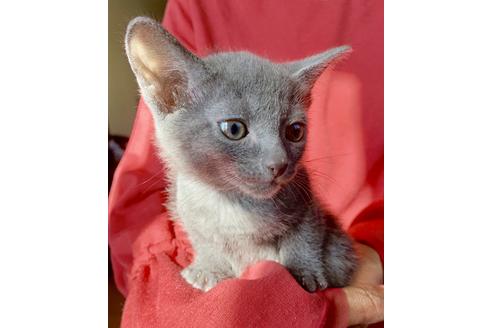 成約済の東京都のロシアンブルー-8764の6枚目