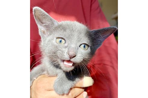 成約済の東京都のロシアンブルー-8764の5枚目