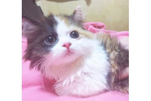 成約済の愛知県のマンチカン-8832の10枚目