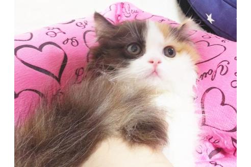 成約済の愛知県のマンチカン-8832の9枚目