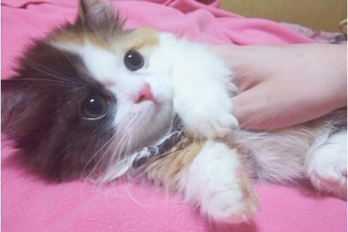 成約済の愛知県のマンチカン-8832の8枚目