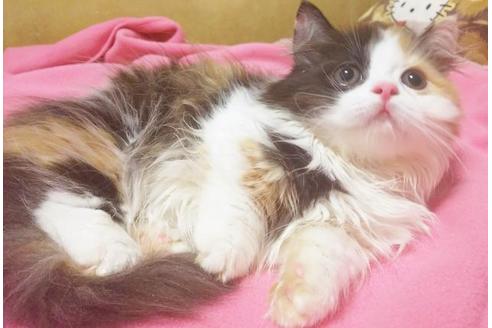 成約済の愛知県のマンチカン-8832の7枚目